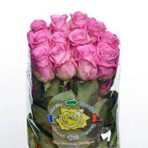 ROSE NEW AQUA 50